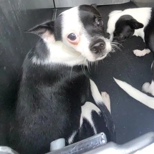 A young small-sized male Terrier dog named Ferb for adoption in San Antonio, TX