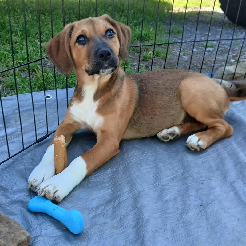A baby medium-sized female Tricolor (Brown, Black, & White) Terrier dog named Judy for adoption in Albany, NY