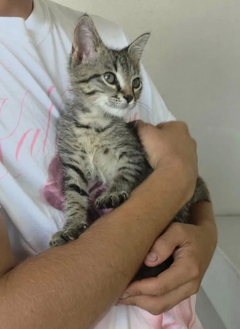 A baby medium-sized male Tabby (Brown / Chocolate) Tabby cat named Jett for adoption in Melbourne , FL