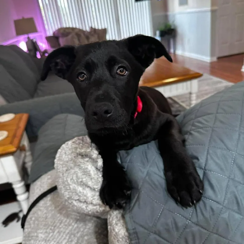 A baby medium-sized male Black German Shepherd Dog dog named Zeke for adoption in Myrtle Beach, SC