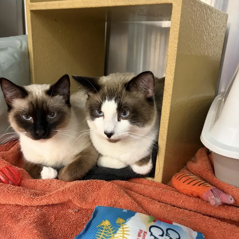 A young medium-sized female Chocolate Point Domestic Short Hair cat named Kita & Kenai for adoption in Omaha, NE