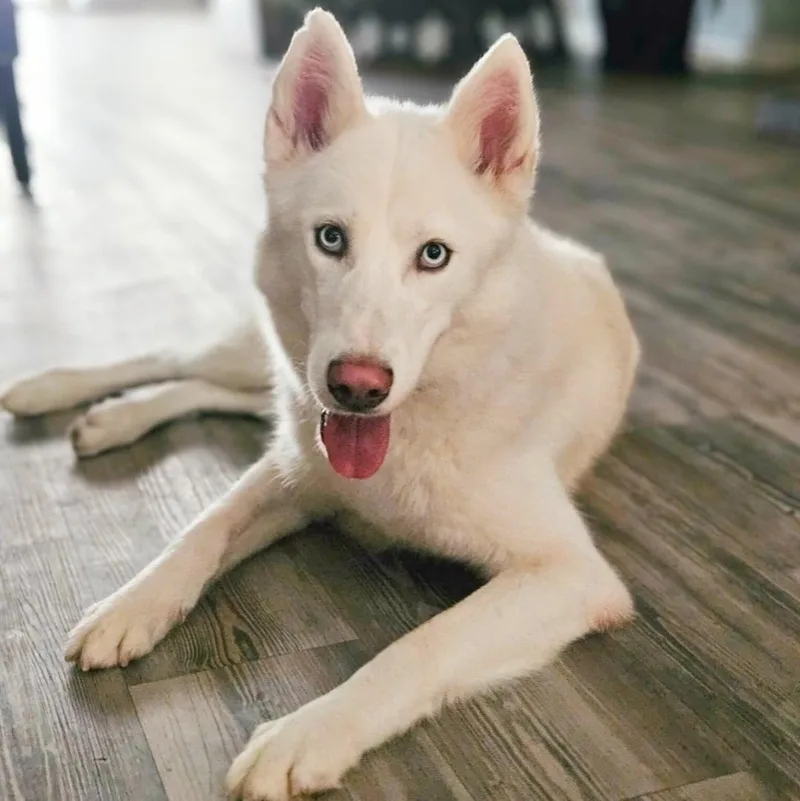 A young medium-sized male White / Cream Husky dog named Krypto for adoption in Houston, TX