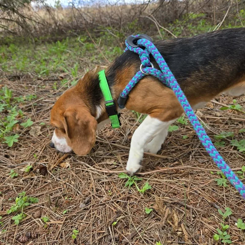 A young medium-sized male Brown / Chocolate Beagle dog named Tommy for adoption in Park Falls, WI