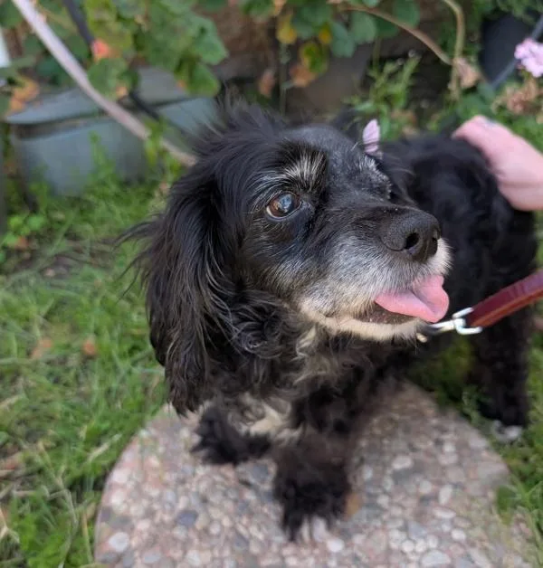 A senior medium-sized female Cocker Spaniel dog named Pantera for adoption in San Diego, CA