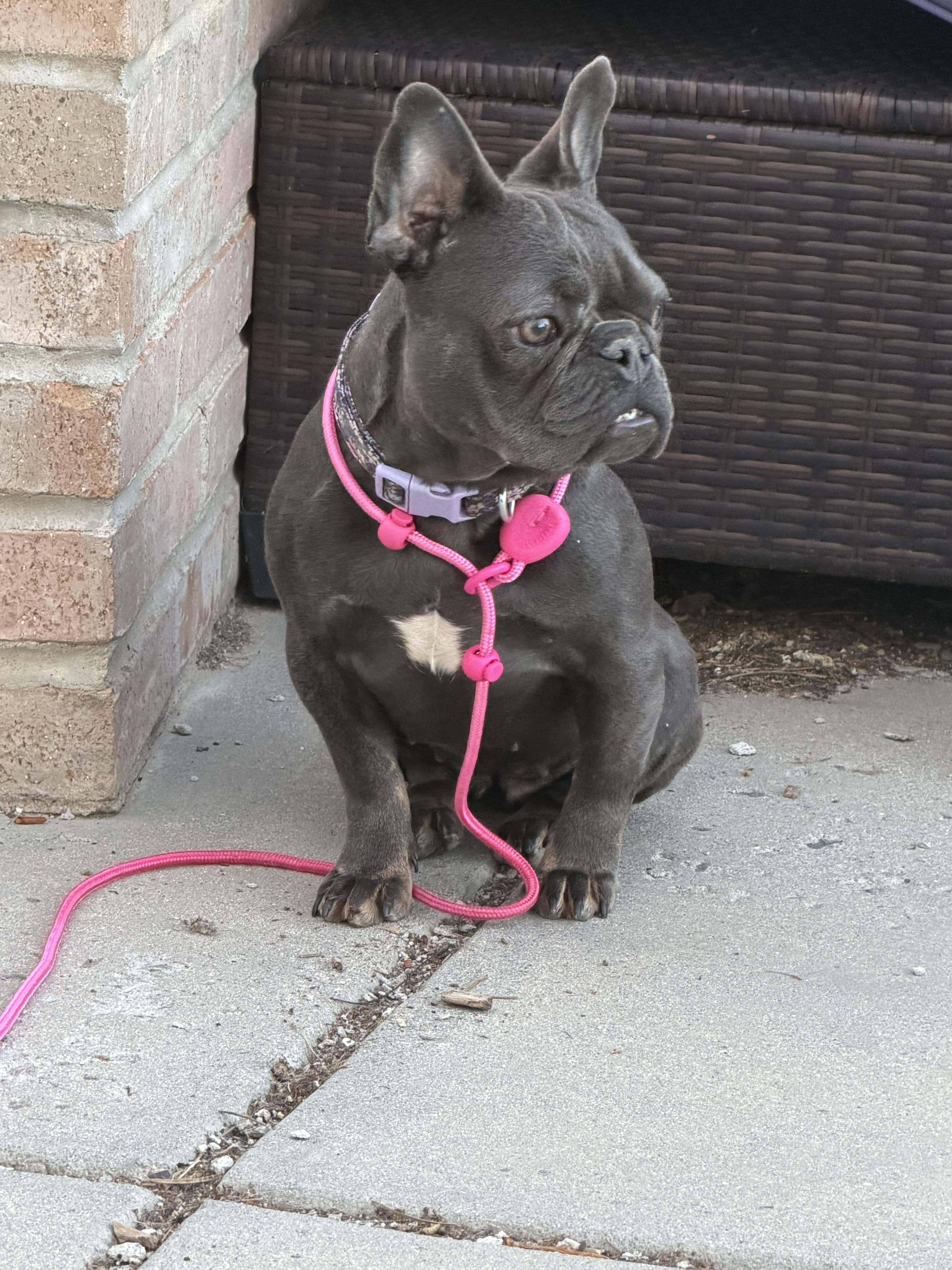 An adult medium-sized female French Bulldog dog named Belle for adoption in Windsor, CO