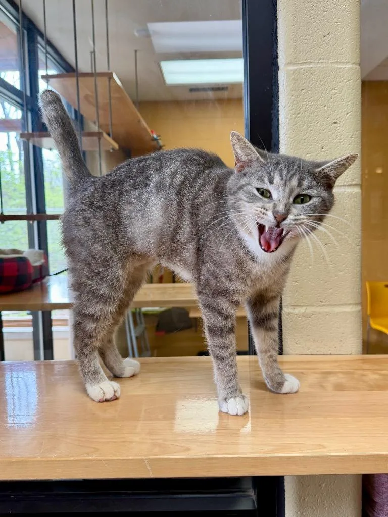 An adult medium-sized female Domestic Short Hair cat named Sorel for adoption in Cincinnati, OH