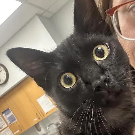 An adult medium-sized male Domestic Medium Hair cat named Hershey for adoption in Durango, CO