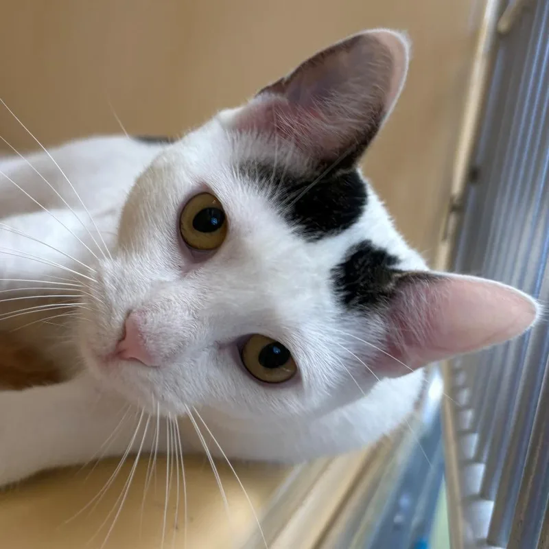 A young large-sized female White Domestic Short Hair cat named Maw for adoption in East Hanover, NJ