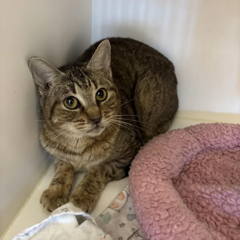 A young medium-sized female Brown / Chocolate Domestic Short Hair cat named Whispers for adoption in League City, TX