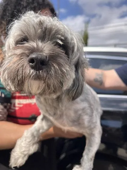 An adult small-sized female Shih Tzu dog named Mamey for adoption in Atlanta, GA