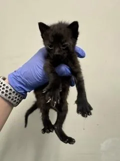 A baby small-sized male Domestic Short Hair cat named Onyx for adoption in Miami, FL