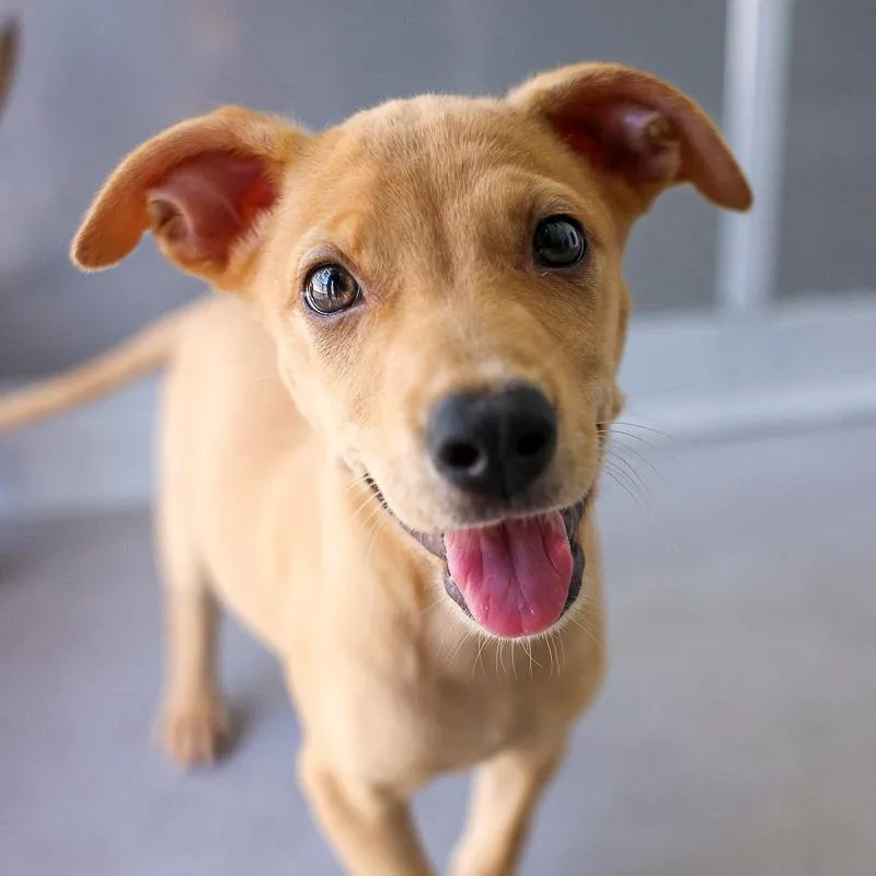A baby medium-sized female Yellow / Tan / Blond / Fawn Mixed Breed dog named Pita for adoption in Bradenton, FL