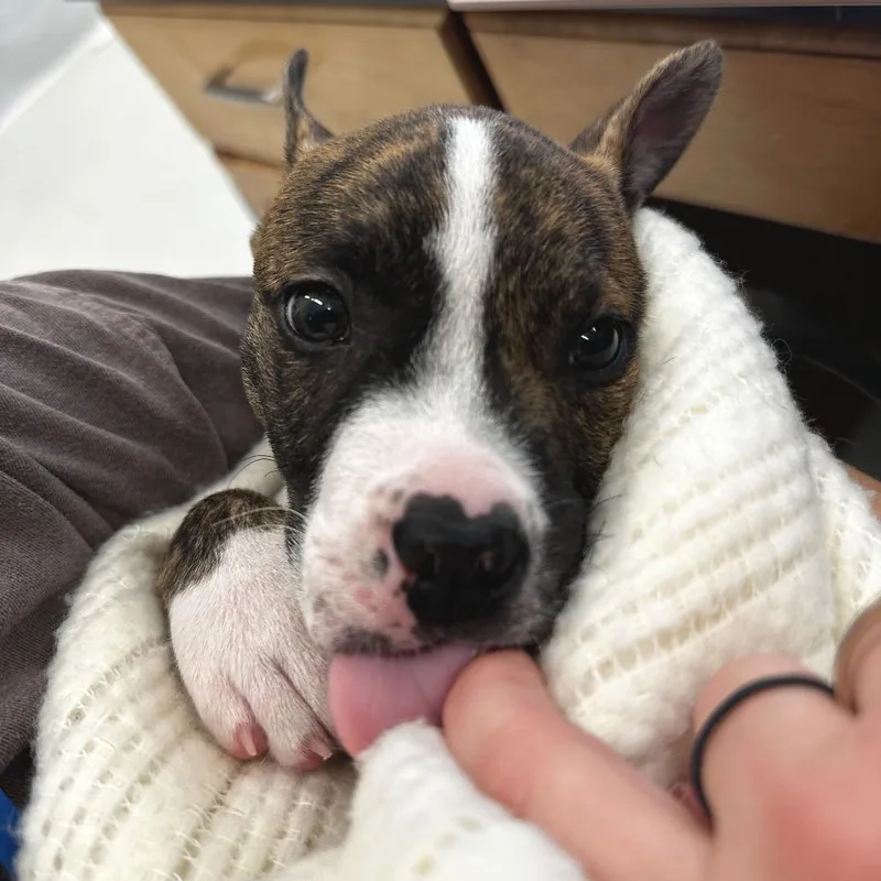 Fleetwood thumbnail 2