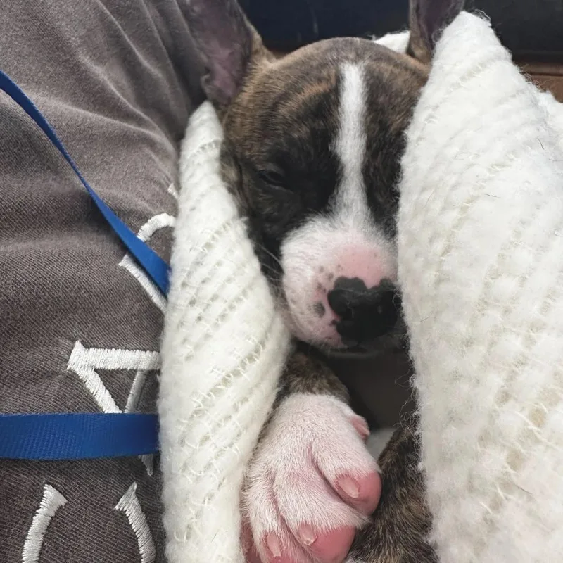 Fleetwood thumbnail 3