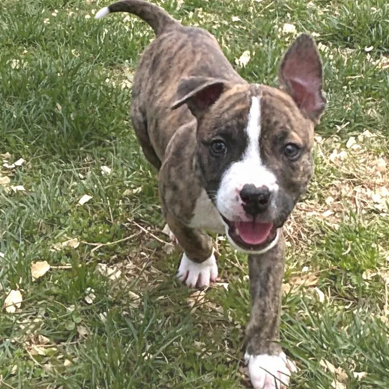 Fleetwood thumbnail 4