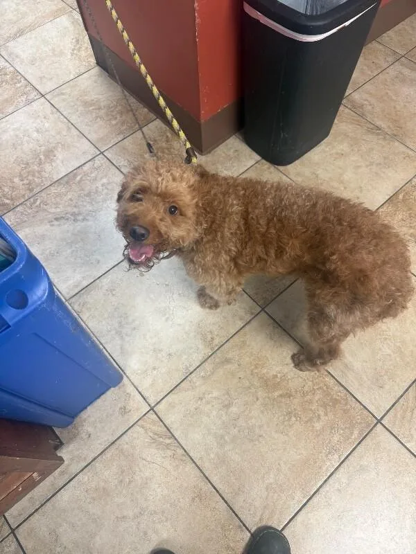 An adult medium-sized male Golden Mixed Breed dog named SunnyD for adoption in Cincinnati, OH