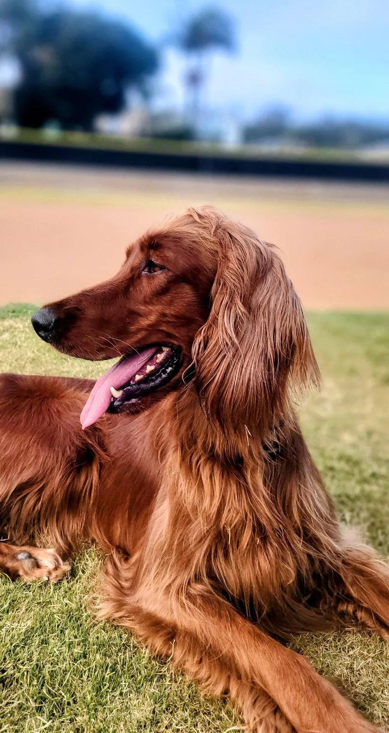 A young medium-sized female Red / Chestnut / Orange Irish Setter dog named Rosie for adoption in Torrance, CA