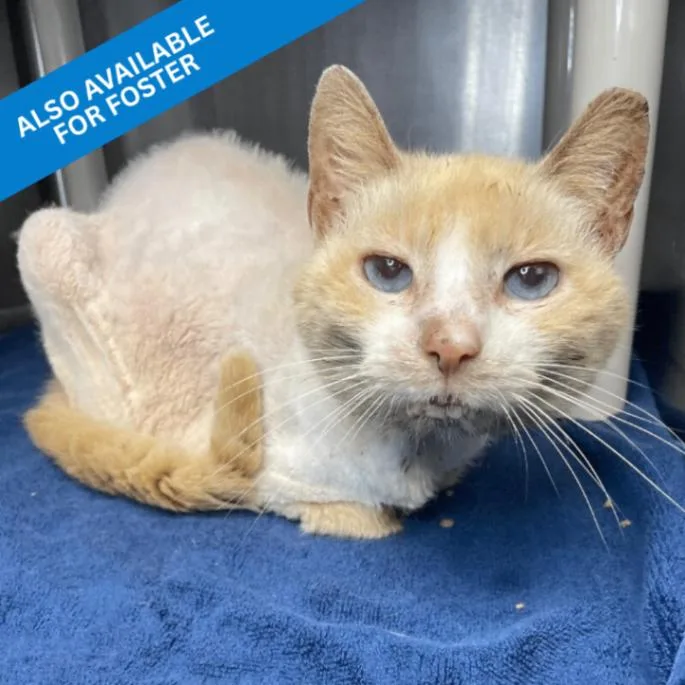 A senior medium-sized female Domestic Short Hair cat named Claudette for adoption in Roanoke, VA
