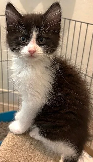 A baby small-sized male Domestic Short Hair cat named Felex for adoption in Sacramento, CA