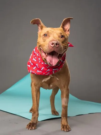 An adult large-sized male Pit Bull Terrier dog named Richard for adoption in Atlanta, GA