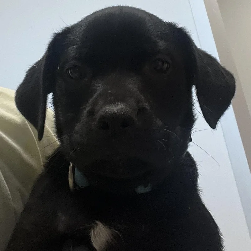 A baby medium-sized male Black Labrador Retriever dog named Tecovas for adoption in Austin, TX