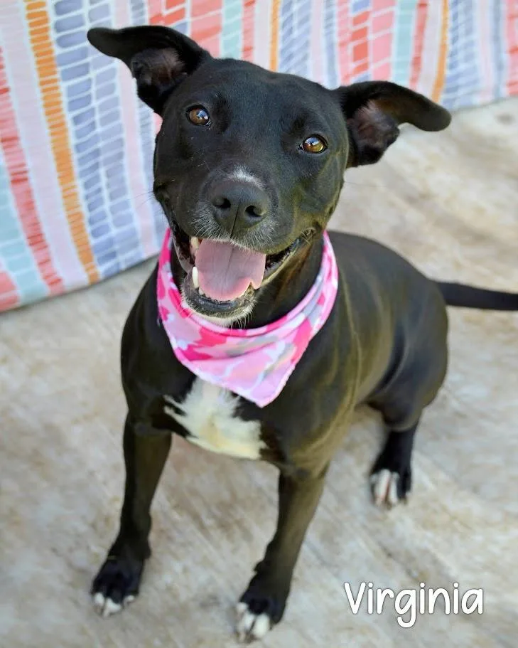 An adult medium-sized female Labrador Retriever dog named Virginia for adoption in Gautier, MS