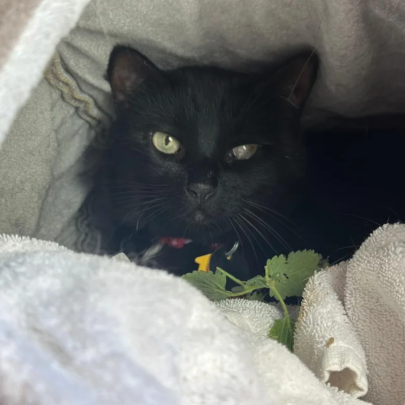 An adult small-sized female Black Domestic Short Hair cat named H Layali for adoption in Port Washington, NY