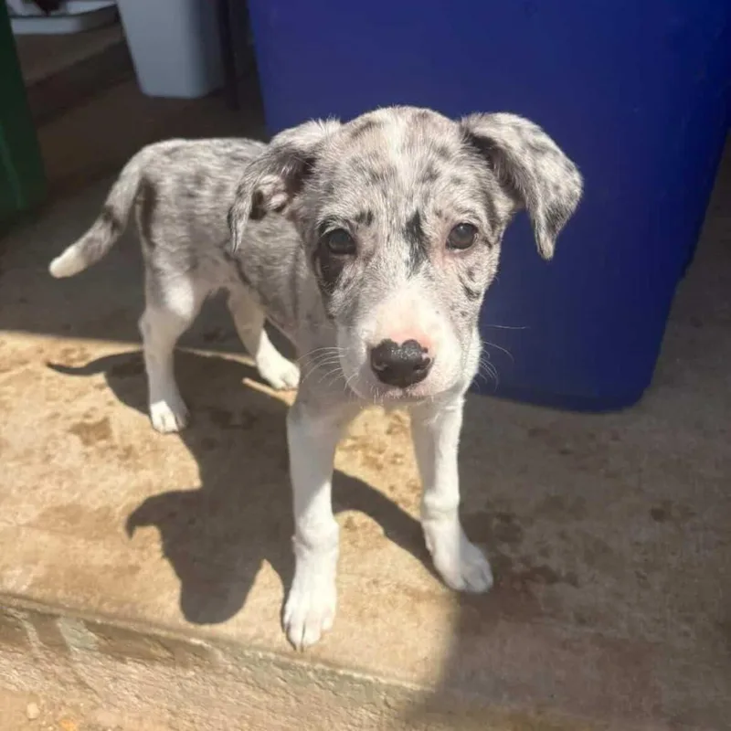A baby medium-sized female Catahoula Leopard Dog dog named Diane for adoption in Staten Island, NY