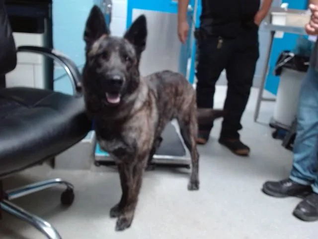 An adult medium-sized male German Shepherd Dog dog named Bear for adoption in Albuquerque, NM