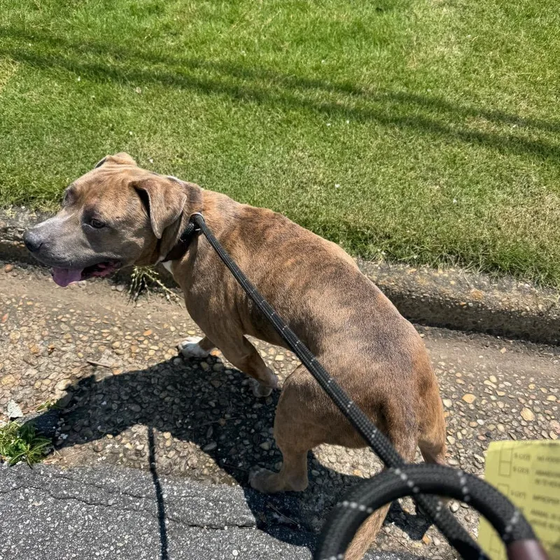 An adult medium-sized male Brindle Mixed Breed dog named OwnerMatchReviewWessexDrive"Apollo" for adoption in Columbus, GA