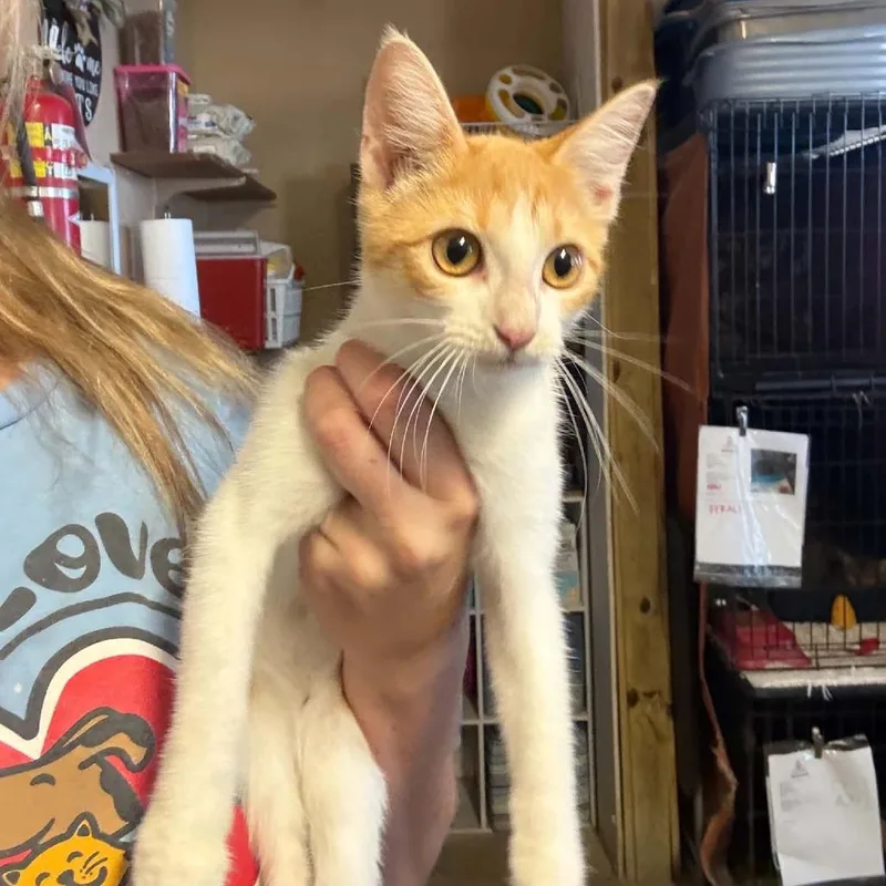 A young small-sized female Orange / Red Domestic Short Hair cat named April for adoption in Stephenville, TX