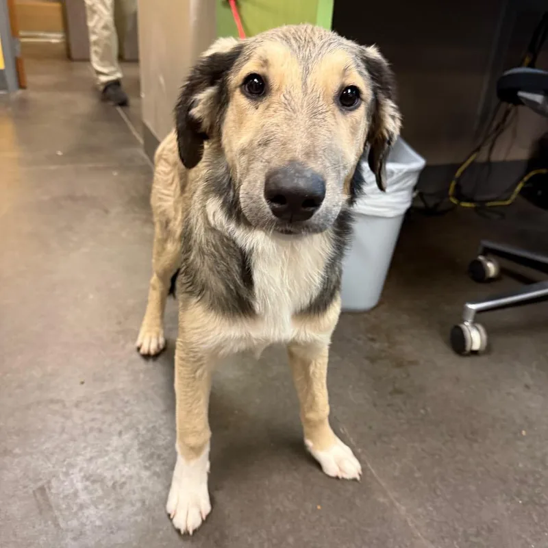 A baby medium-sized male Yellow / Tan / Blond / Fawn Collie dog named Theo for adoption in Norman, OK