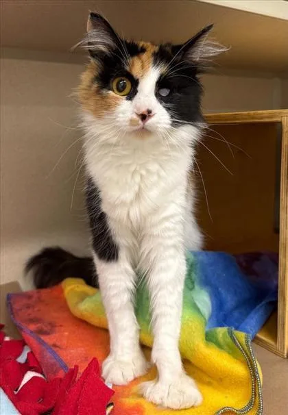An adult small-sized female Domestic Long Hair cat named Cheyenne for adoption in Bellevue, WA