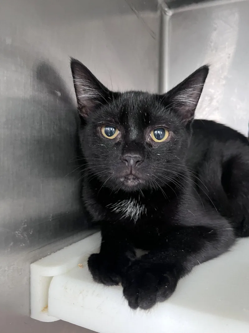 A young medium-sized male Domestic Short Hair cat named Crash for adoption in Carrollton, GA