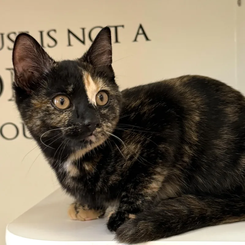 A baby medium-sized female Tortoiseshell Domestic Short Hair cat named Flower for adoption in Libertyville, IL