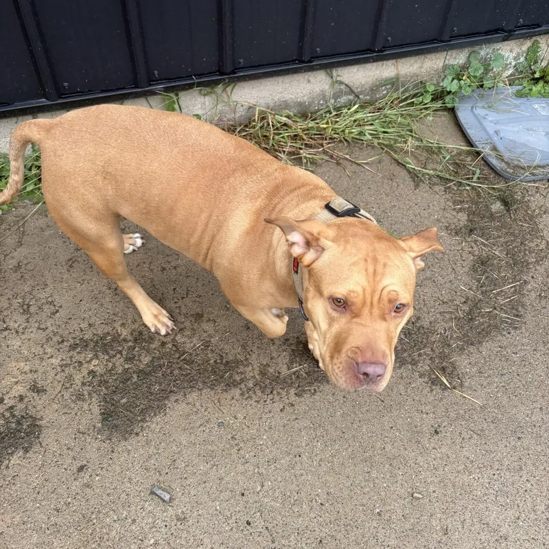 An adult large-sized male Brown / Chocolate Pit Bull Terrier dog named Paisley D for adoption in Napoleon, OH