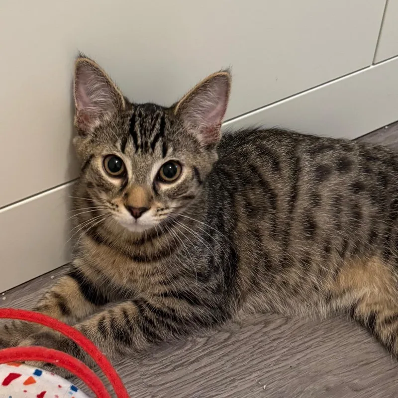 A baby small-sized male Brown / Chocolate Domestic Short Hair cat named Salvador for adoption in Frederick, MD