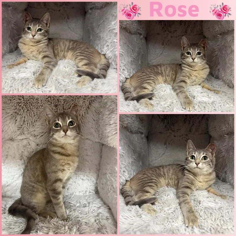A baby small-sized female Tabby (Brown / Chocolate) Domestic Short Hair cat named Rose for adoption in Louisville, KY