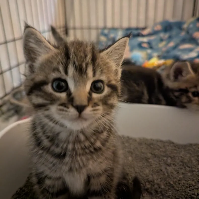 A baby small-sized female Brown / Chocolate Domestic Short Hair cat named Sage for adoption in Canton, NC