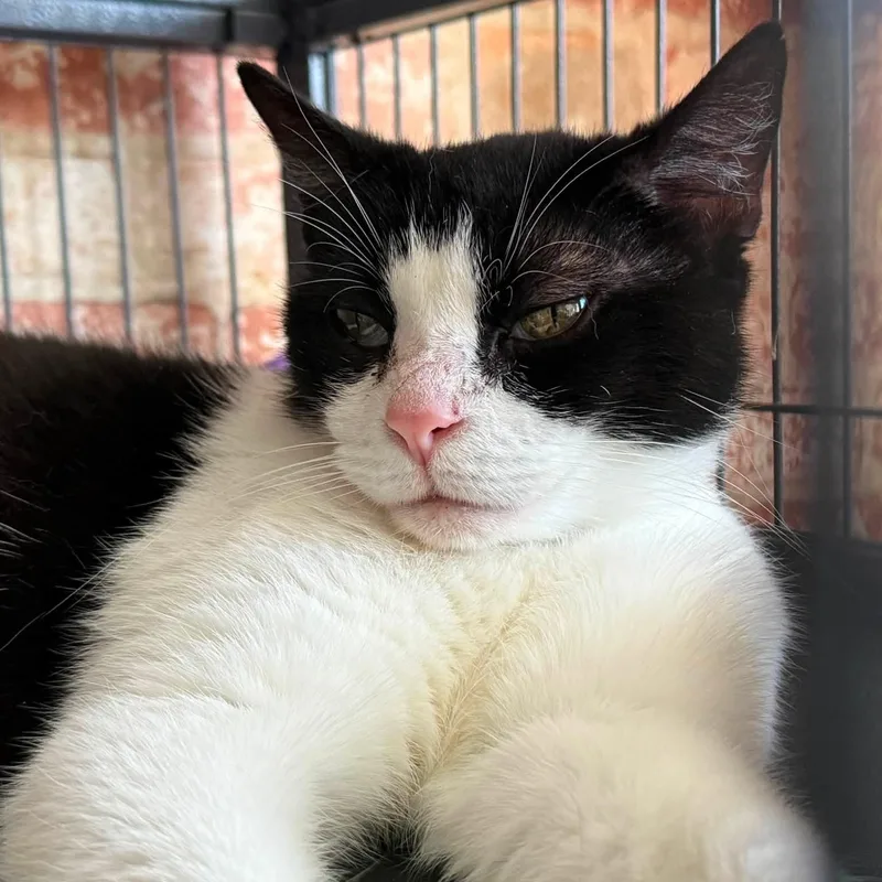 An adult small-sized female Black & White / Tuxedo Tuxedo cat named Edie for adoption in Huntington, NY