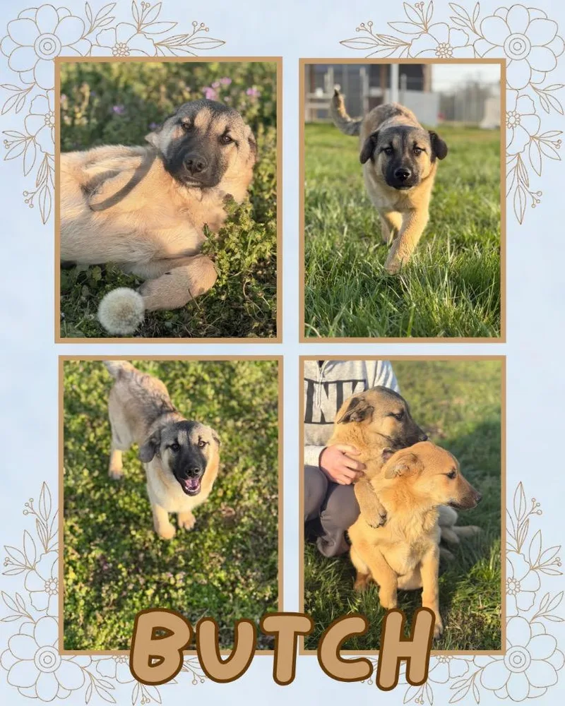 A baby medium-sized male Keeshond dog named Butch for adoption in Hopkinsville, KY