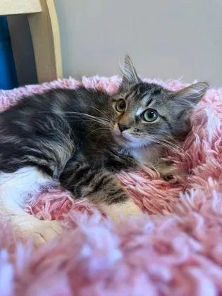 A young small-sized female Domestic Medium Hair cat named Sassy for adoption in Williamsport, PA