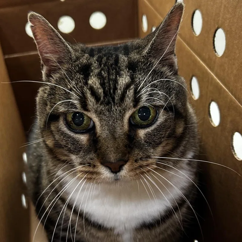 An adult extra large-sized female Domestic Short Hair cat named Snookie for adoption in Jacksonville, FL