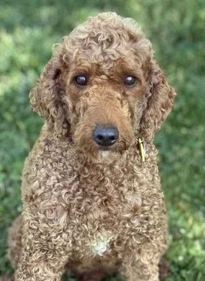 An adult medium-sized female Poodle dog named Peach for adoption in Malvern, PA