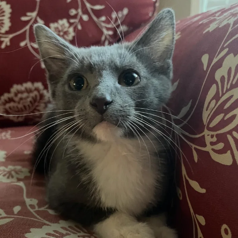 A baby small-sized male Gray / Blue / Silver Domestic Short Hair cat named Florian for adoption in Granby, MO
