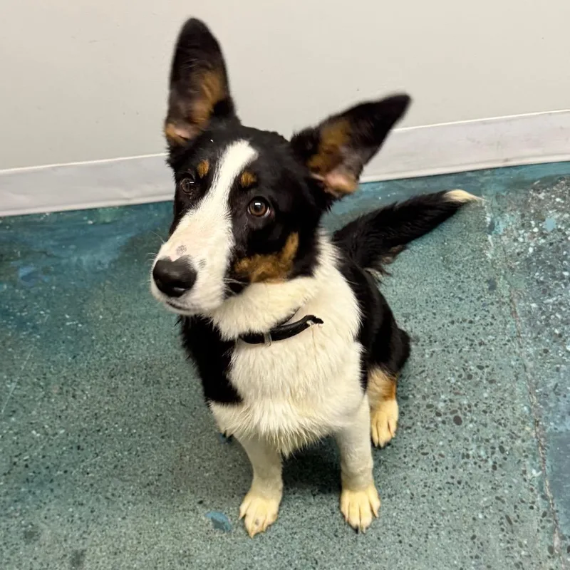 A baby small-sized female Black Border Collie dog named Iris for adoption in Chico, CA