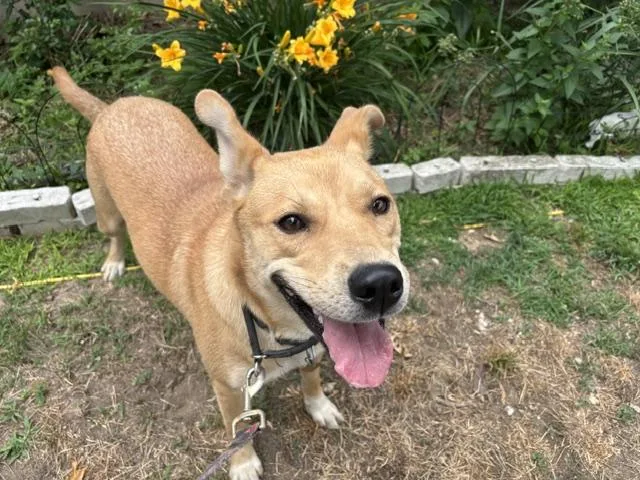 A young medium-sized female Yellow / Tan / Blond / Fawn Husky dog named Dahlia for adoption in Manhasset, NY