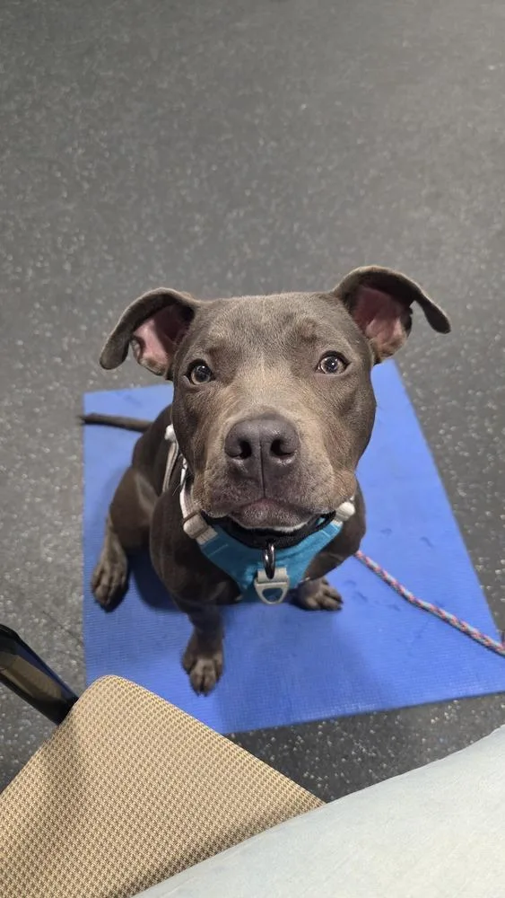 A young medium-sized female American Staffordshire Terrier dog named Georgie for adoption in Grand Rapids, MI