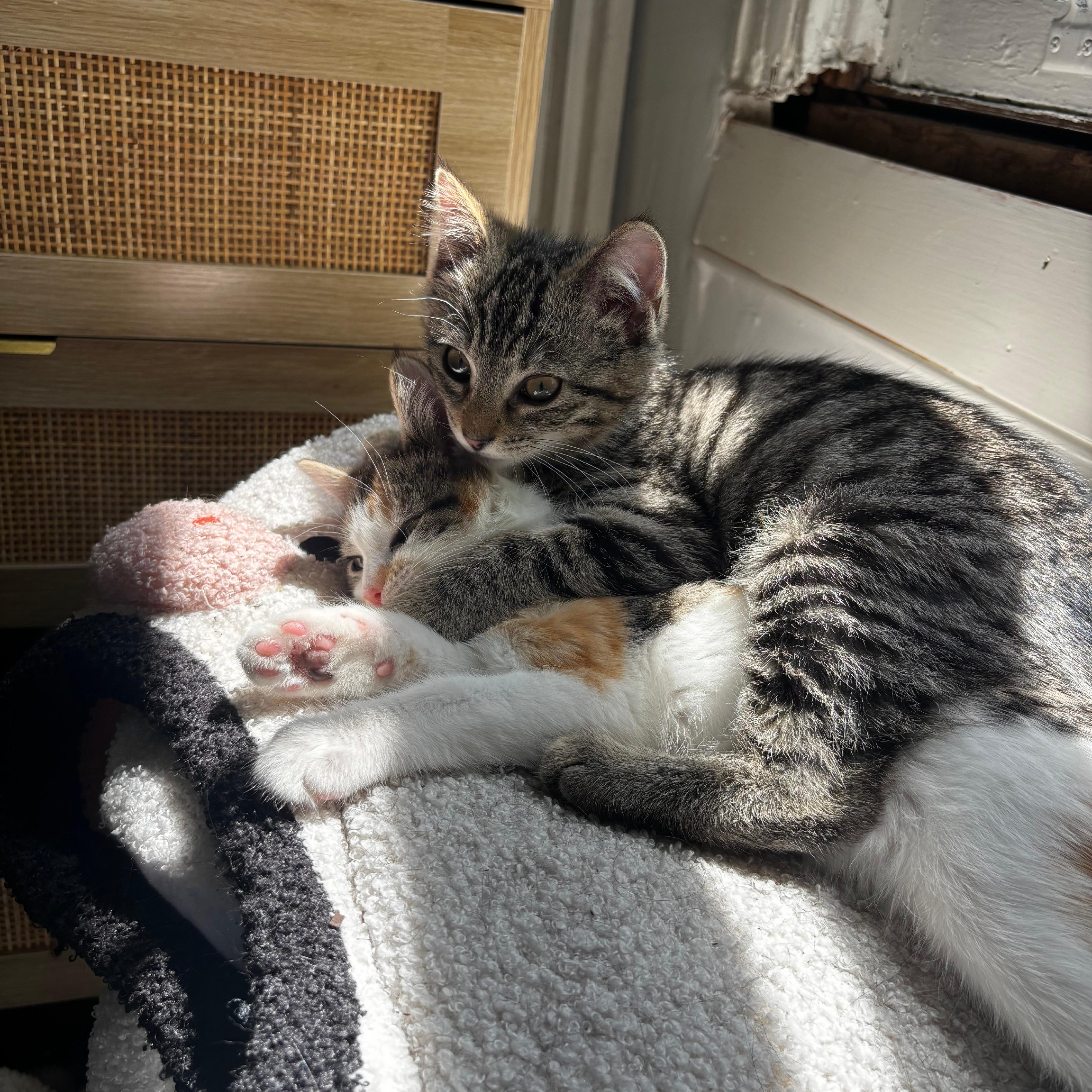 A baby medium-sized female Calico Domestic Short Hair cat named Crest Fall for adoption in Richmond, VA