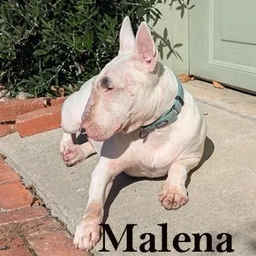 Malena